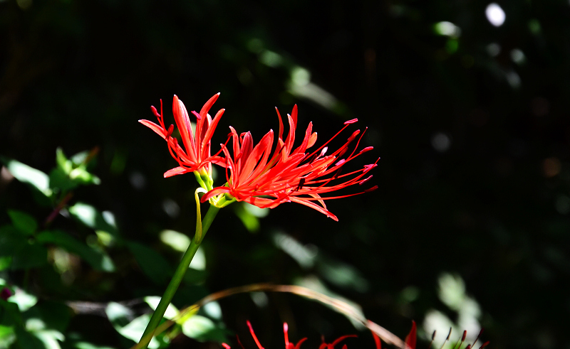 DSC_0147.jpg