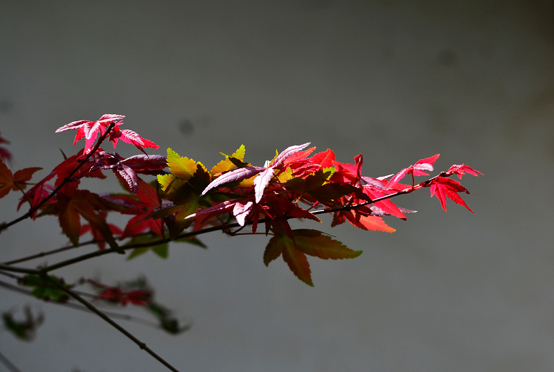 DSC_0321.jpg