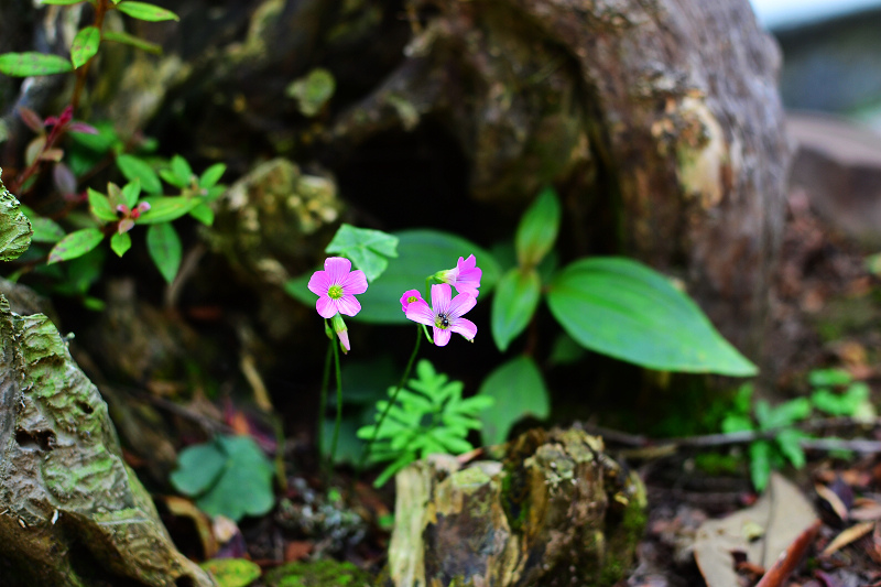 DSC_0320.jpg