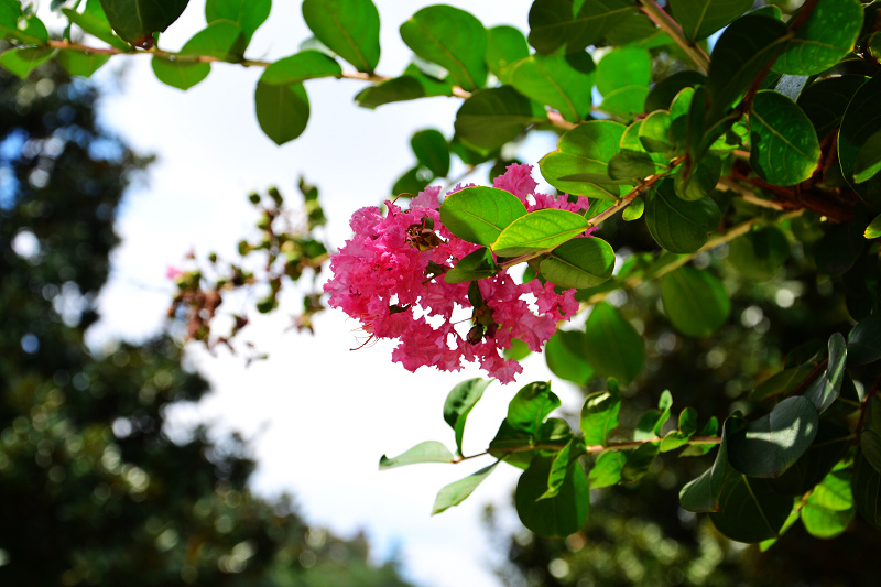 DSC_0396.jpg