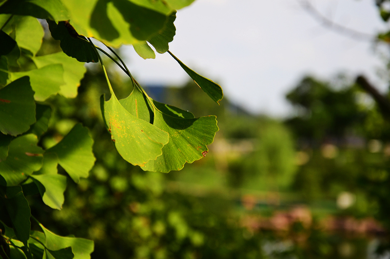 DSC_0556.jpg