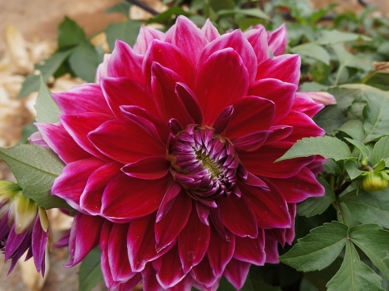 nEO_IMG_DSC00993.jpg