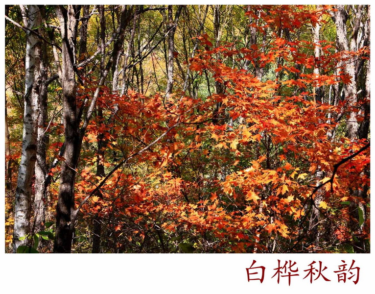 白桦秋韵5.jpg
