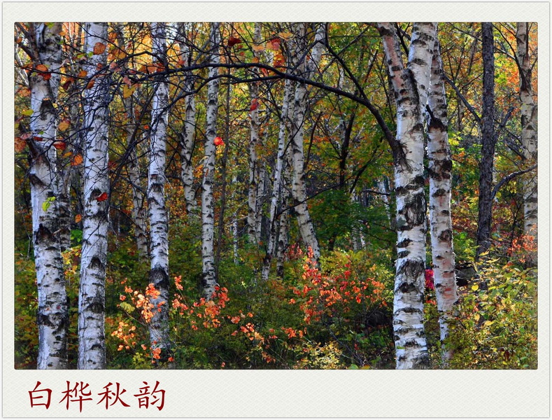 白桦秋韵6.jpg