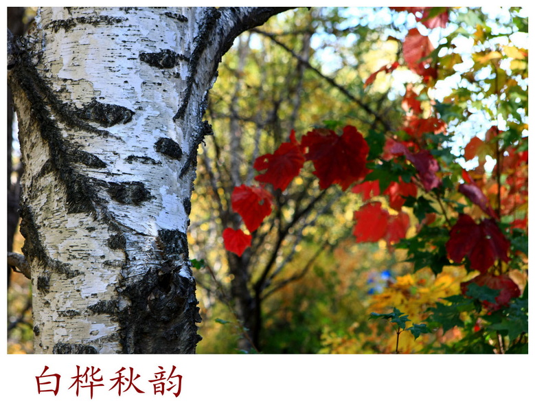 白桦秋韵7.jpg