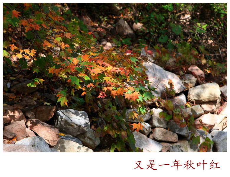 又是一年秋叶红1.jpg