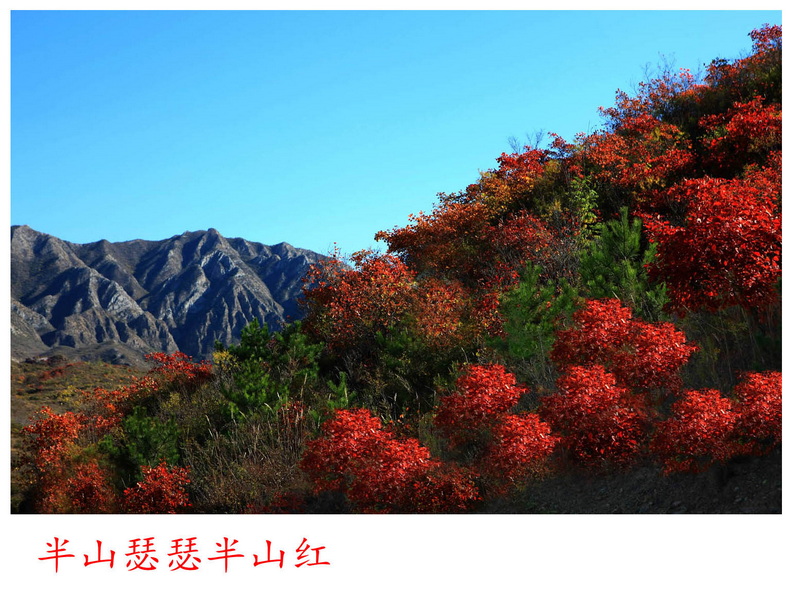 半山瑟瑟半山红_副本.jpg