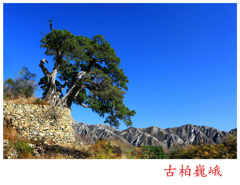 古柏巍峨_副本.jpg