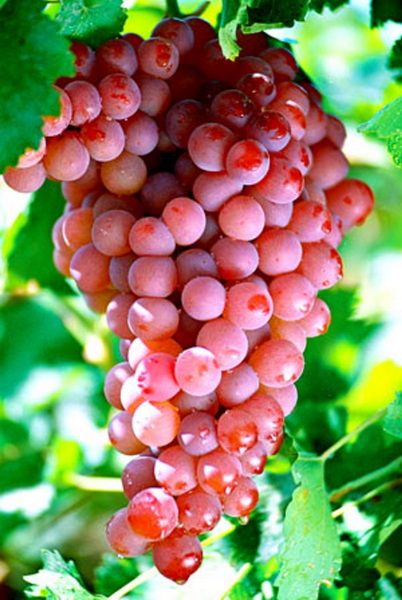 红葡萄.jpg