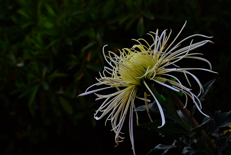 DSC_0154.jpg