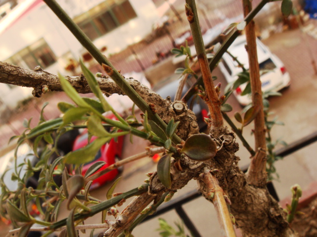 DSC08694.JPG