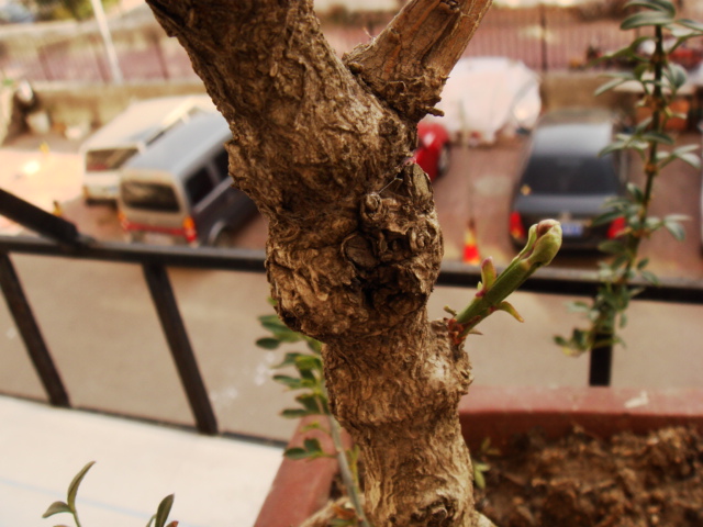 DSC08695.JPG