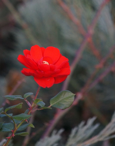 DSC02183.jpg