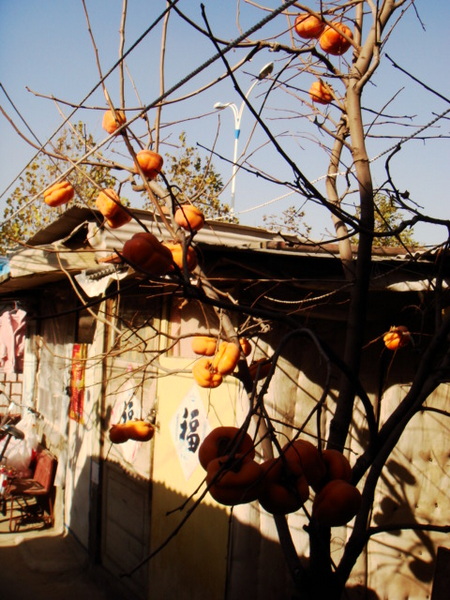 DSC08795.JPG