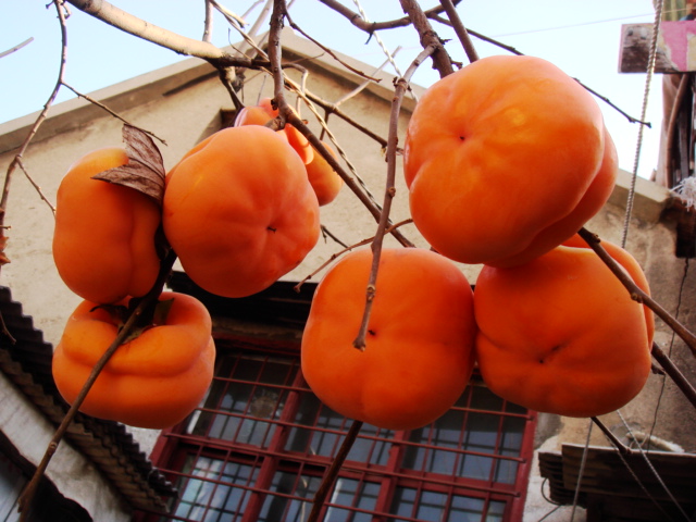 DSC08784.JPG