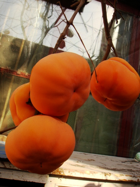 DSC08787.JPG