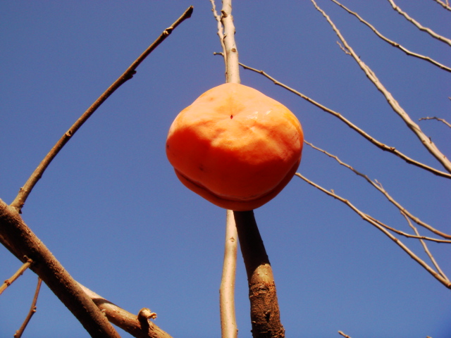 DSC08799.JPG