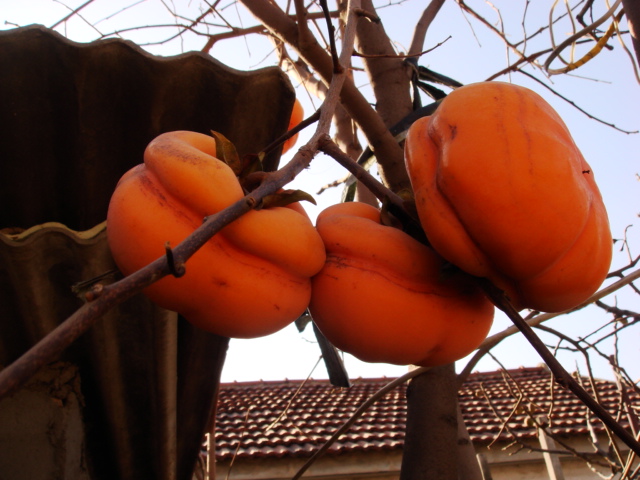 DSC08802.JPG