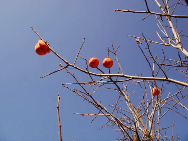 DSC08810.JPG
