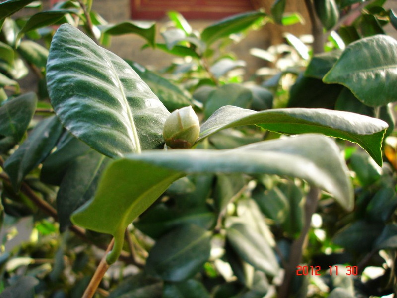 DSC00089.JPG