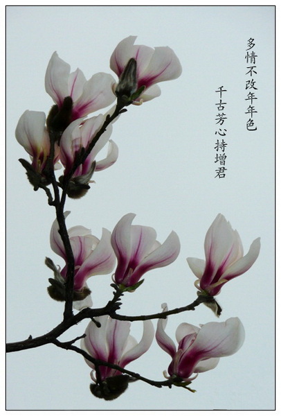 P1000233_副本_副本.jpg