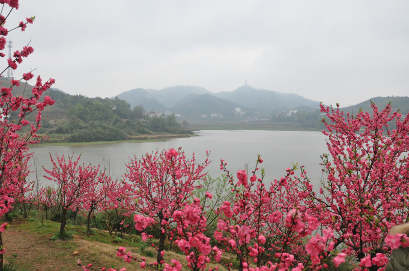 魅力桃花岛