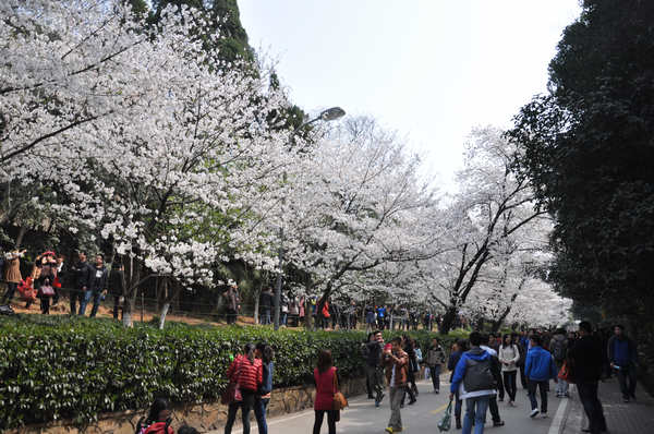 樱花大道