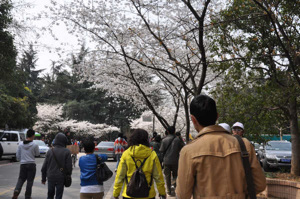 行进在樱花道上