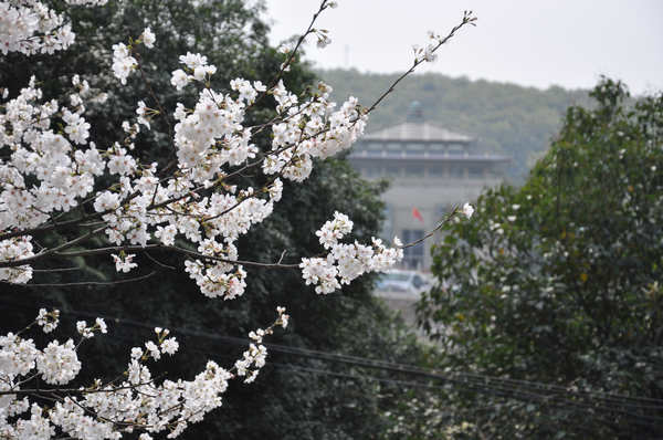 美景