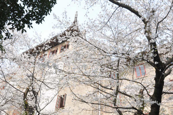 武大樱花.jpg