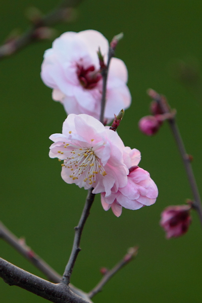 DPP_0026_副本.jpg