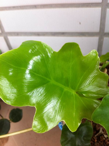 家中花的照片 005.jpg