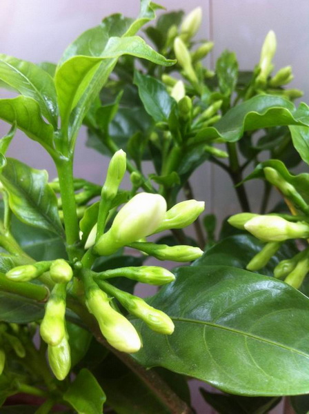 家中花的照片 003.jpg
