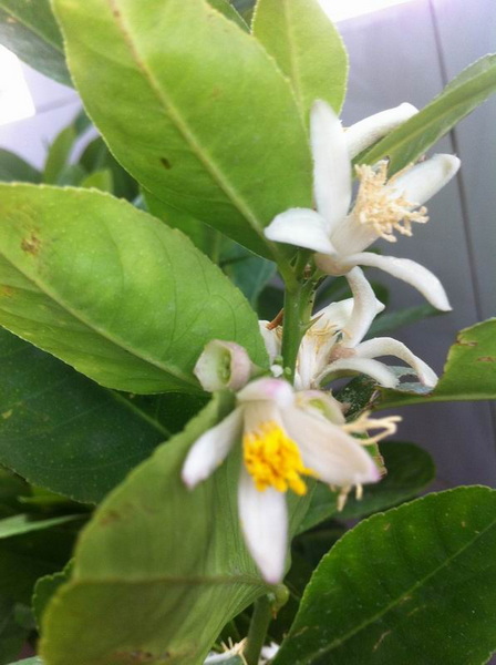 家中花的照片 004.jpg