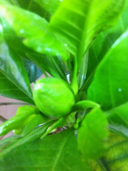 家中花的照片 008.jpg
