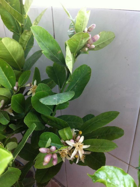 家中花的照片 018.jpg