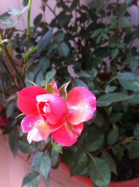 家中花的照片 006.jpg