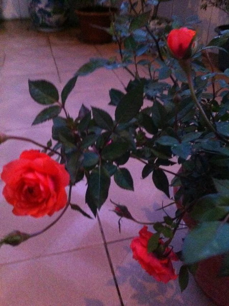 家中花的照片 010.jpg