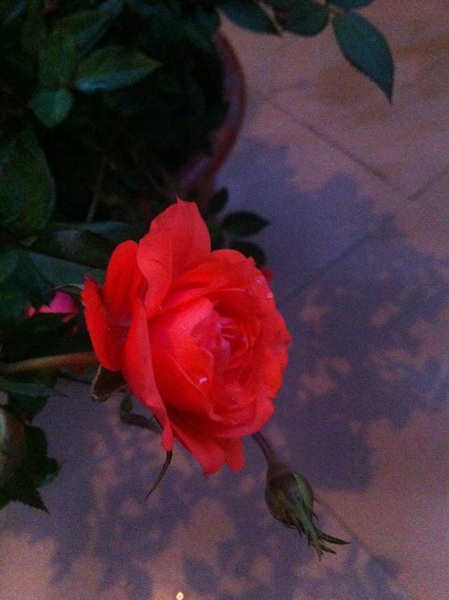 家中花的照片 011.jpg