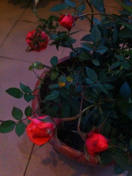 家中花的照片 012.jpg