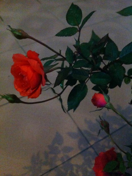 家中花的照片 013.jpg
