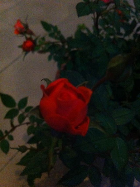 家中花的照片 014.jpg
