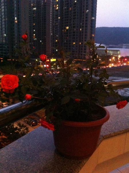 家中花的照片 015.jpg