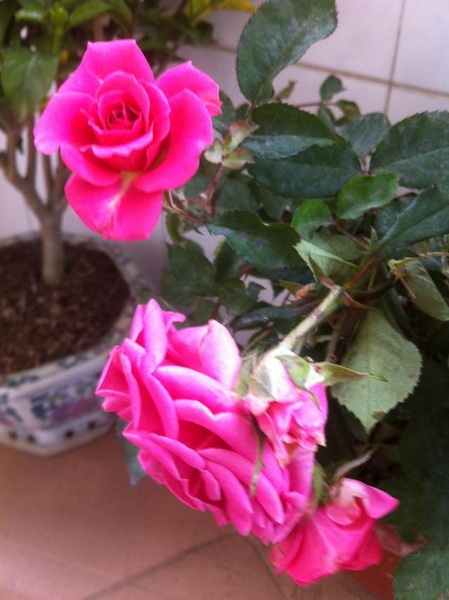 家中花的照片 019.jpg