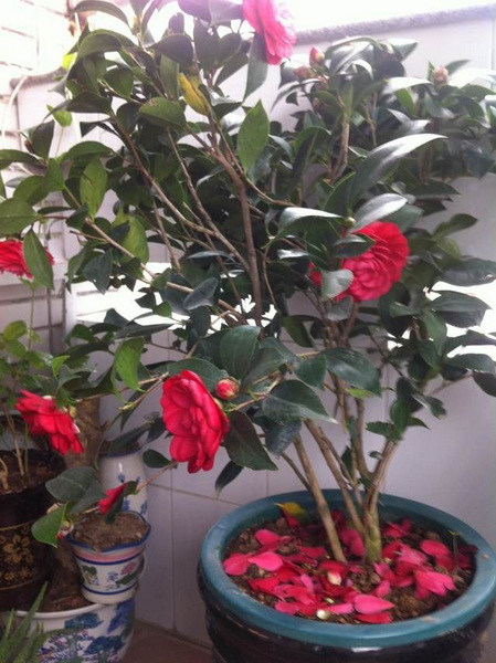 家中花的照片 027.jpg