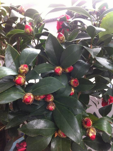 家中花的照片 028.jpg