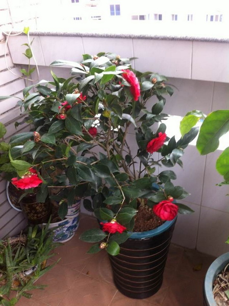 家中花的照片 033.jpg