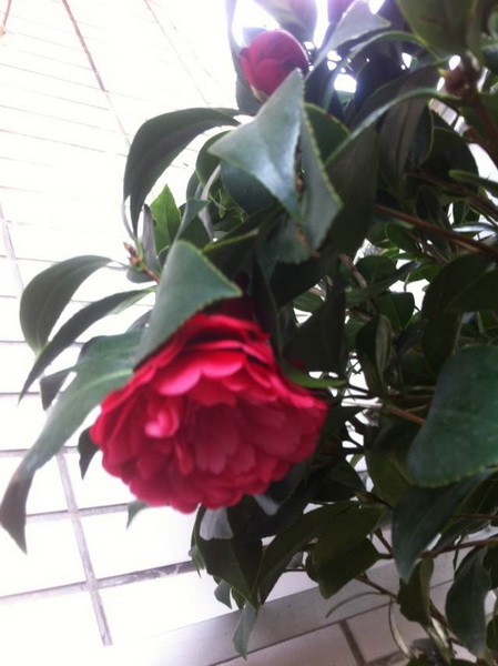 家中花的照片 020.jpg