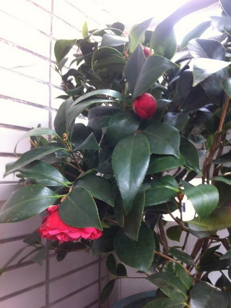 家中花的照片 021.jpg