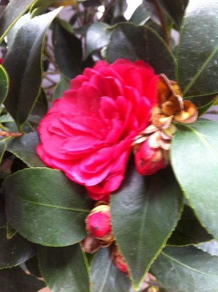 家中花的照片 023.jpg